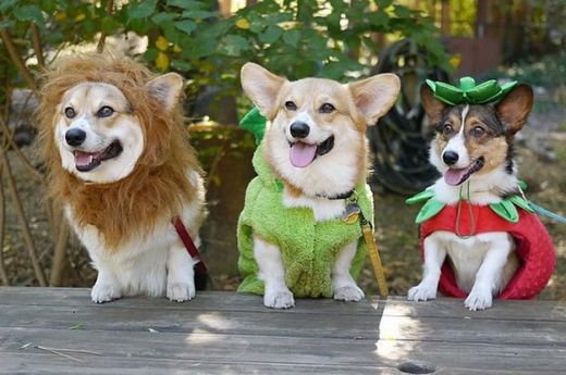 22-times-corgis-proved-they-are-the-champions-of-2-6922-1413846013-6_dblbig.jpg (41.21 Kb)