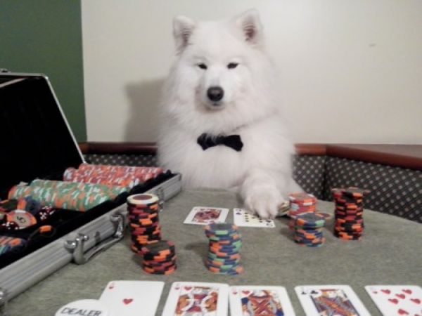 2461_10289765-dog-is-playing-poker-650-1466427438.jpg (34.27 Kb)