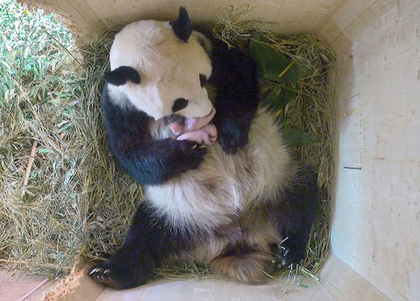 3438_giant-panda-twins-birth-yang-yang-schonbrunn-zoo-3.jpg (60.81 Kb)