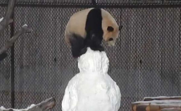 5259_panda-vs-snowman_650x400_412331041.jpg (35.9 Kb)