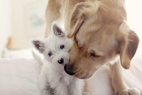 adorable-animals-dogs-friends-labrador-favim_com-205854.jpg (65.33 Kb)