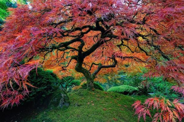 amazingtrees07.jpg (84.73 Kb)