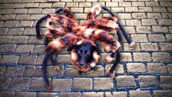 animalistnews-02-mutant-giant-spider-dog-real-large_thumb.jpg (73.3 Kb)