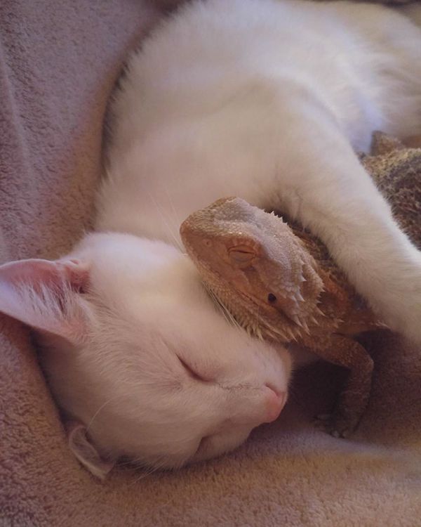 bearded-dragon-cat-friendship-sleep-together-charles-baby-10.jpg (.75 Kb)