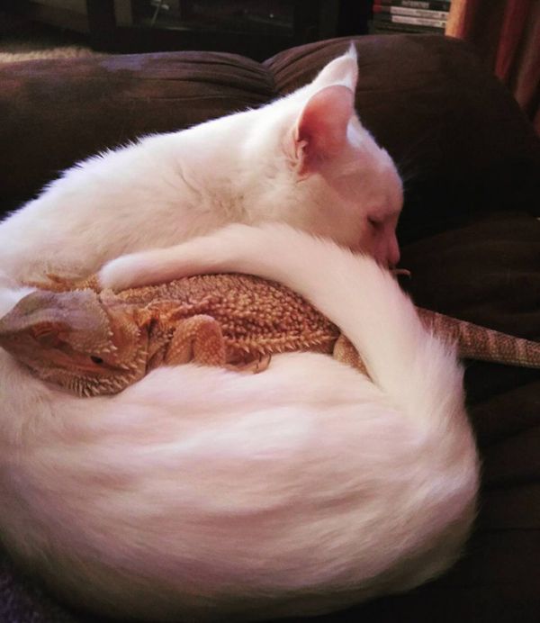bearded-dragon-cat-friendship-sleep-together-charles-baby-2.jpg (44.84 Kb)