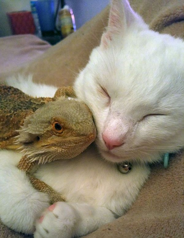 bearded-dragon-cat-friendship-sleep-together-charles-baby-30.jpg (70.24 Kb)