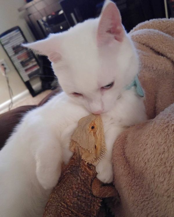 bearded-dragon-cat-friendship-sleep-together-charles-baby-31.jpg (51.58 Kb)