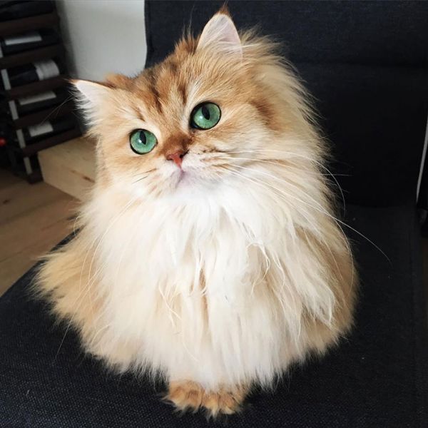 beautiful-fluffy-cat-british-longhair-1.jpg (.87 Kb)