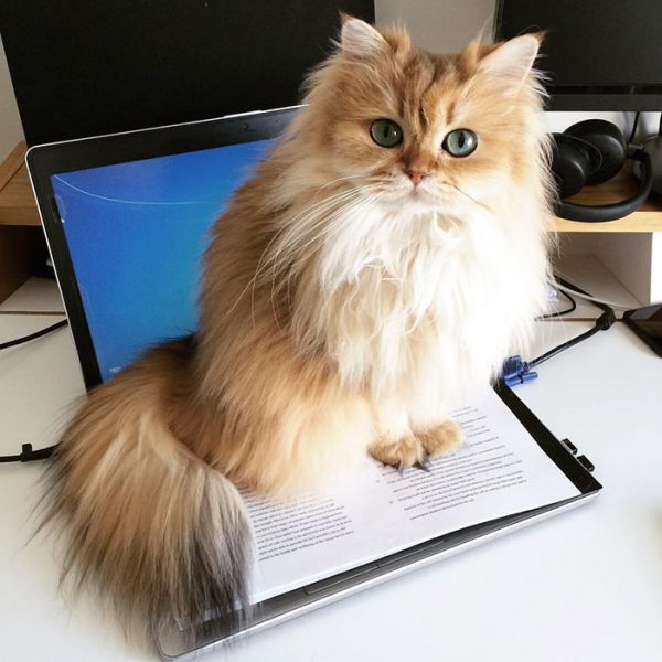beautiful-fluffy-cat-british-longhair-13.jpg (51.52 Kb)