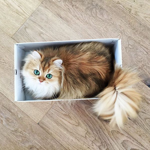 beautiful-fluffy-cat-british-longhair-21.jpg (78.12 Kb)