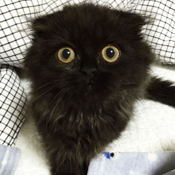 big-cute-eyes-cat-black-scottish-fold-gimo-1room1cat-251.jpg (.87 Kb)