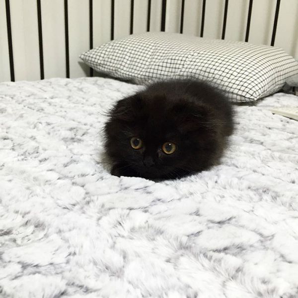 big-cute-eyes-cat-black-scottish-fold-gimo-1room1cat-311.jpg (54.19 Kb)
