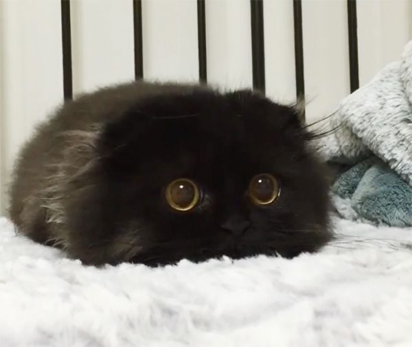 big-cute-eyes-cat-black-scottish-fold-gimo-1room1cat-.jpg (28.07 Kb)