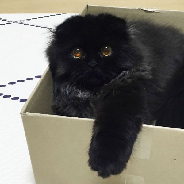 big-cute-eyes-cat-black-scottish-fold-gimo-1room1cat-92.jpg (34.36 Kb)