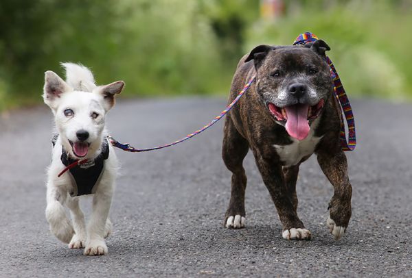 blind-dog-guide-best-friends-abandoned-rescued-stray-aid-shelter-glenn-buzz-1.jpg (42.31 Kb)
