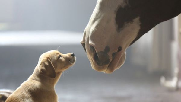 budweiser-puppy-love-commercial.jpg (17.37 Kb)
