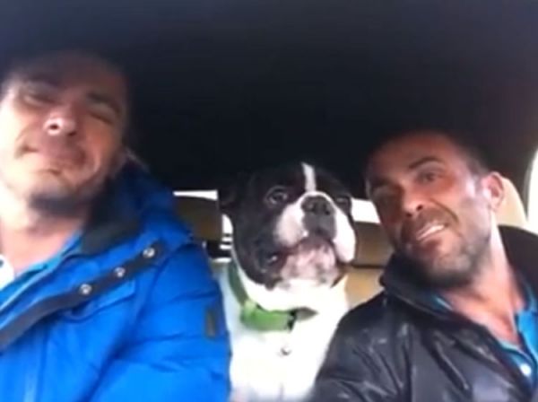 bulldog-sings-on-a-road-trip.jpg (24.67 Kb)