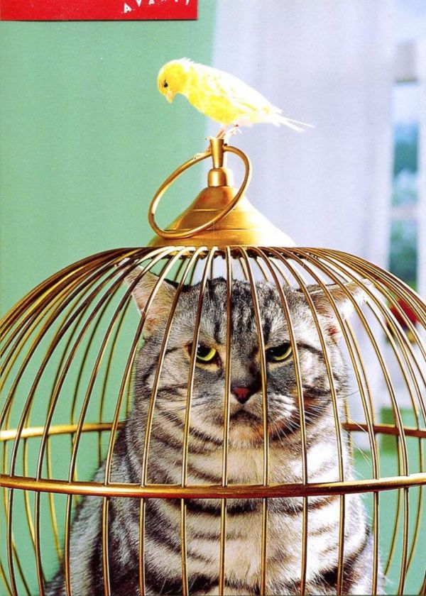 cat-in-birdcage-foi4.jpg (113.87 Kb)
