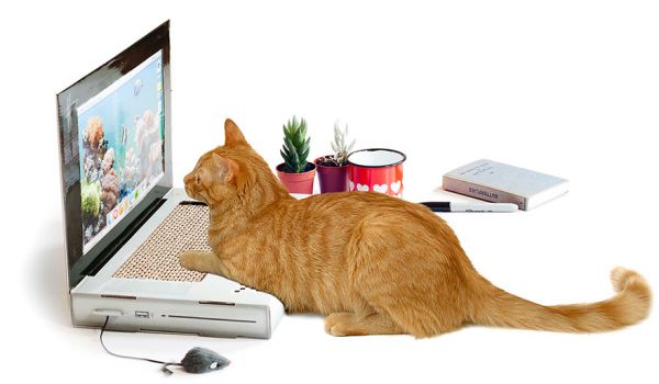 cat-scratch-laptop-toy-suckuk-4.jpg (28.15 Kb)