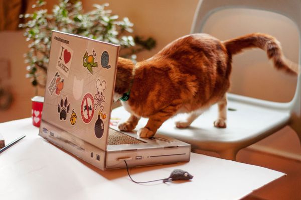cat-scratch-laptop-toy-suckuk-6.jpg (36.99 Kb)