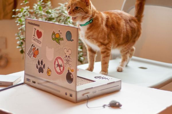 cat-scratch-laptop-toy-suckuk-7.jpg (33.8 Kb)