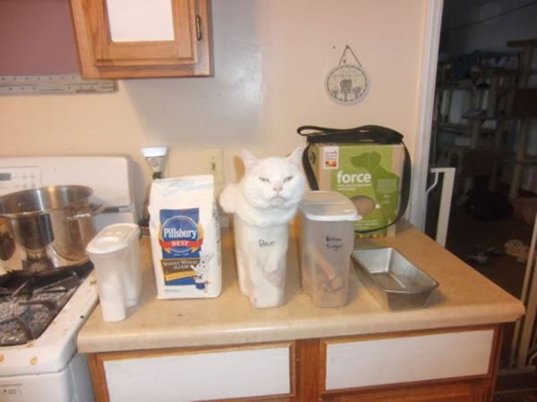 catlogic02.jpg (33.74 Kb)