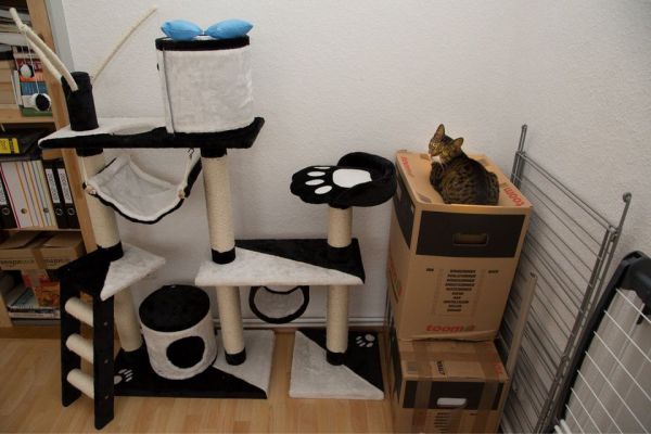 catlogic03.jpg (39.45 Kb)