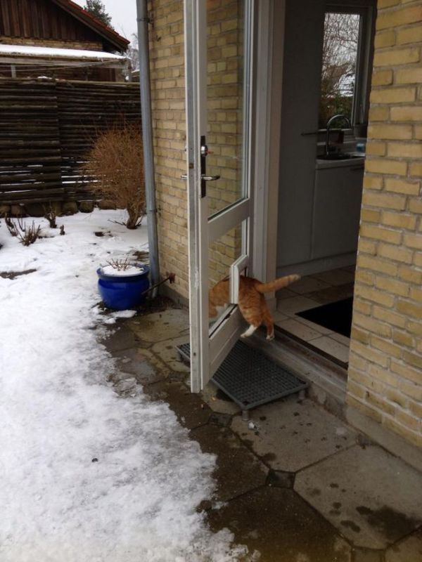catlogic05.jpg (72.98 Kb)