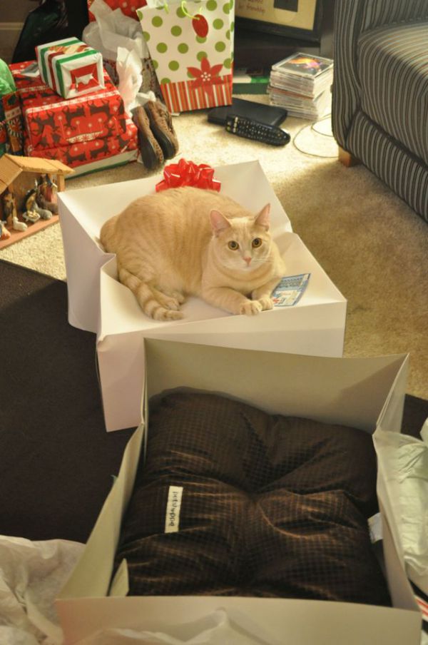 catlogic08.jpg (73.21 Kb)