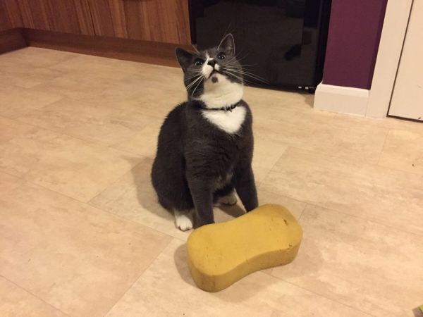 catlogic09.jpg (30.03 Kb)