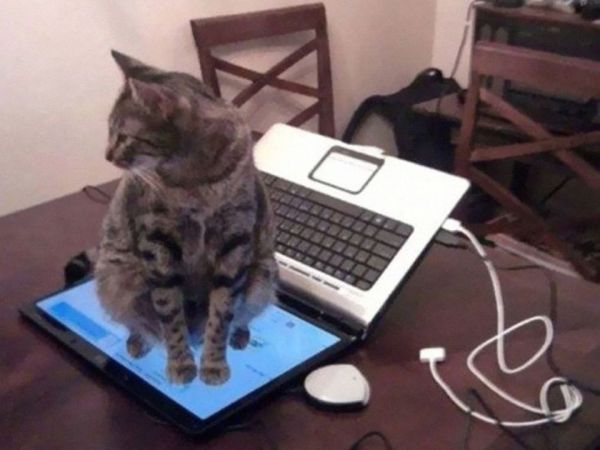 catlogic10.jpg (36.22 Kb)