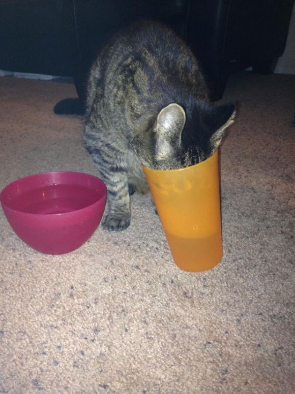 catlogic11.jpg (77.11 Kb)