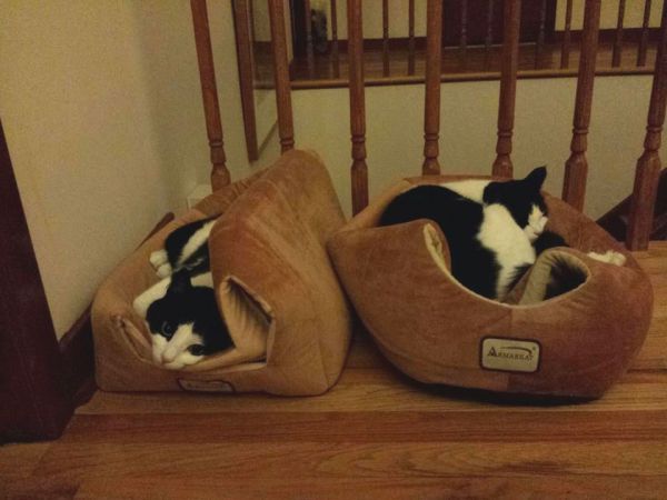 catlogic14.jpg (37.02 Kb)