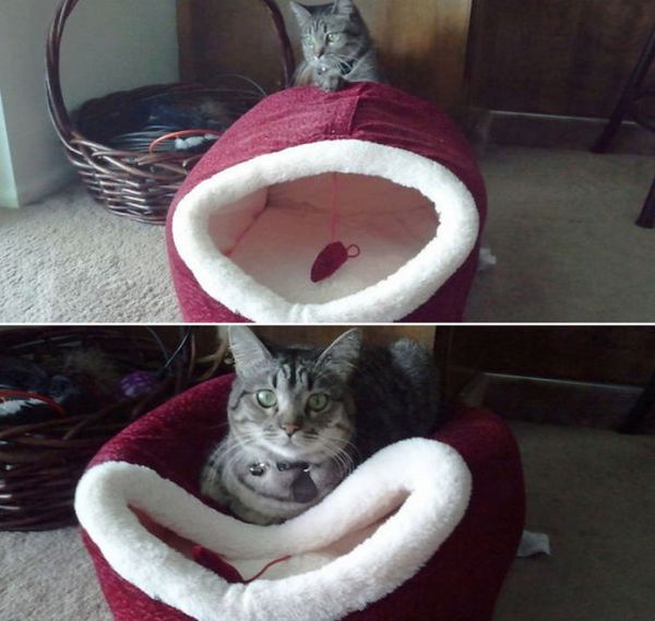 catlogic15.jpg (.19 Kb)