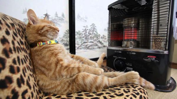 cats-enjoying-warmth-115__605.jpg (42.33 Kb)