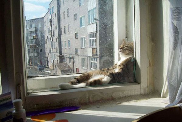 cats-enjoying-warmth-45__605.jpg (41.3 Kb)