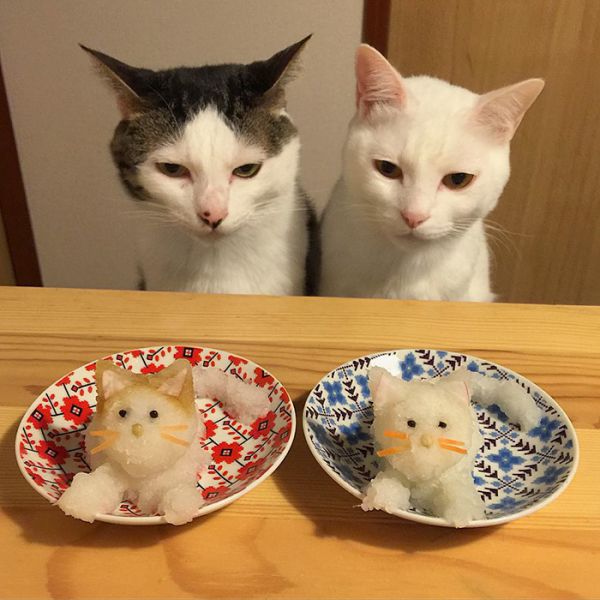 cats-watching-people-eat-naomiuno-12.jpg (56.42 Kb)