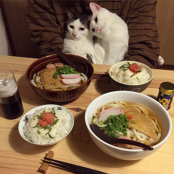 cats-watching-people-eat-naomiuno-13.jpg (64.36 Kb)