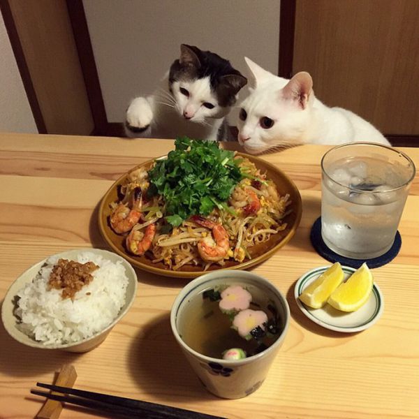 cats-watching-people-eat-naomiuno-14.jpg (58.99 Kb)