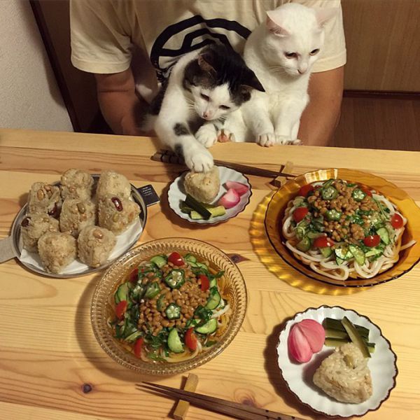 cats-watching-people-eat-naomiuno-19.jpg (73.35 Kb)
