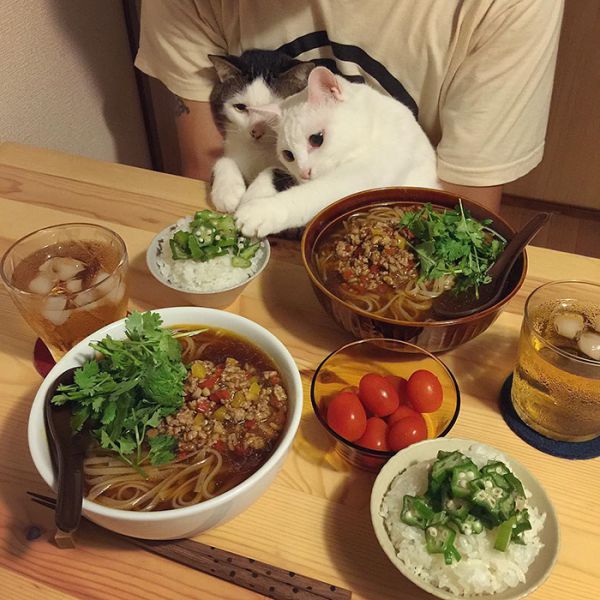 cats-watching-people-eat-naomiuno-2.jpg (72.84 Kb)