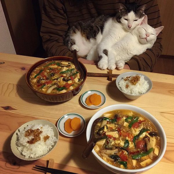 cats-watching-people-eat-naomiuno-22.jpg (67.02 Kb)