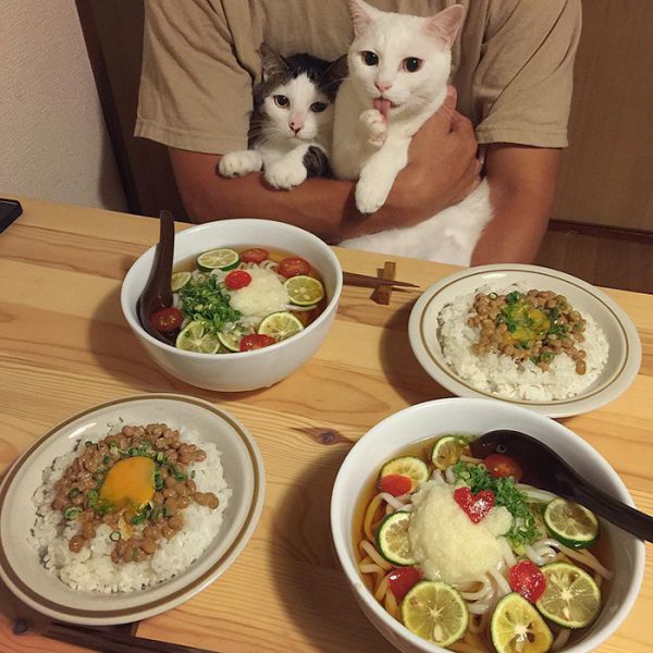 cats-watching-people-eat-naomiuno-3.jpg (67.78 Kb)