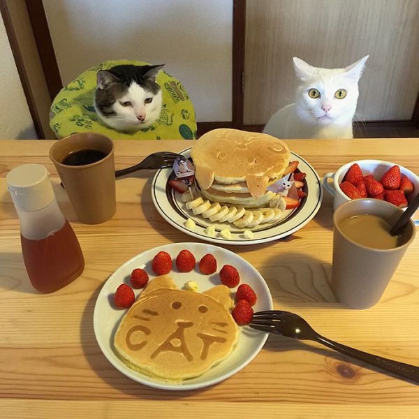 cats-watching-people-eat-naomiuno-8.jpg (63.52 Kb)
