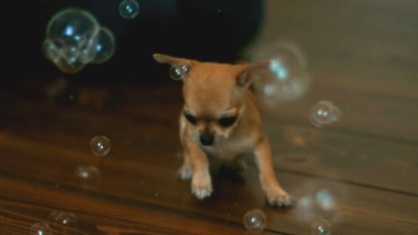 chihuahua-bubbles-some-cute-slow.jpg (15.42 Kb)