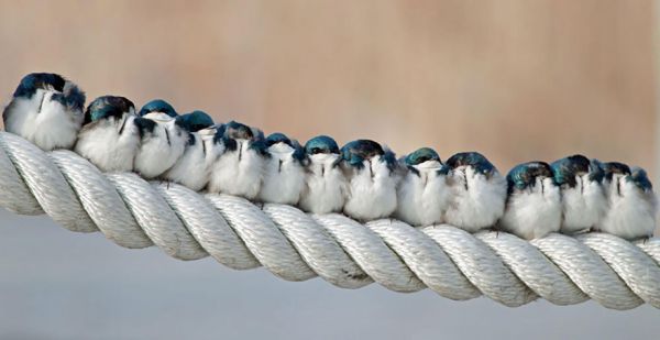 cuddlingbirds01.jpg (25.41 Kb)
