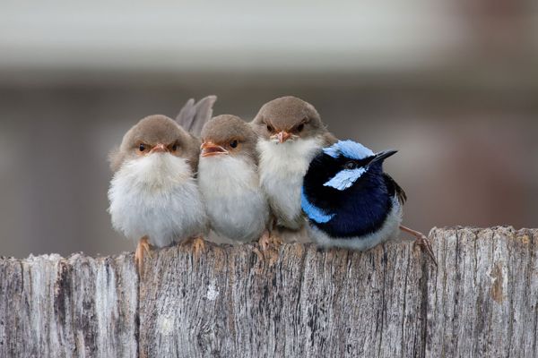 cuddlingbirds05.jpg (39.77 Kb)