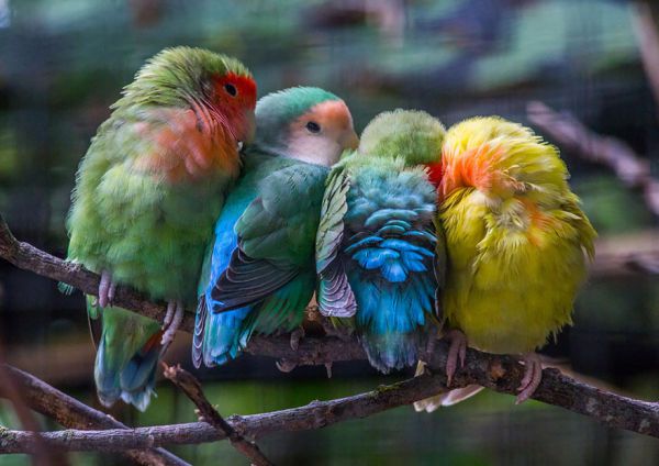 cuddlingbirds10.jpg (44.63 Kb)