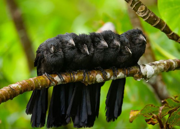 cuddlingbirds11.jpg (42.4 Kb)