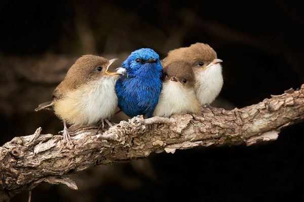 cuddlingbirds22.jpg (39.12 Kb)